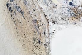 Best Commercial Mold Inspection in USA